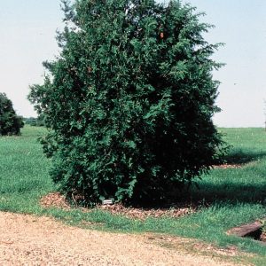 American Arborvitae