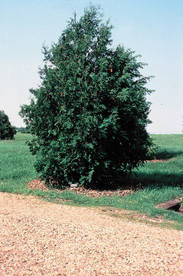 American Arborvitae