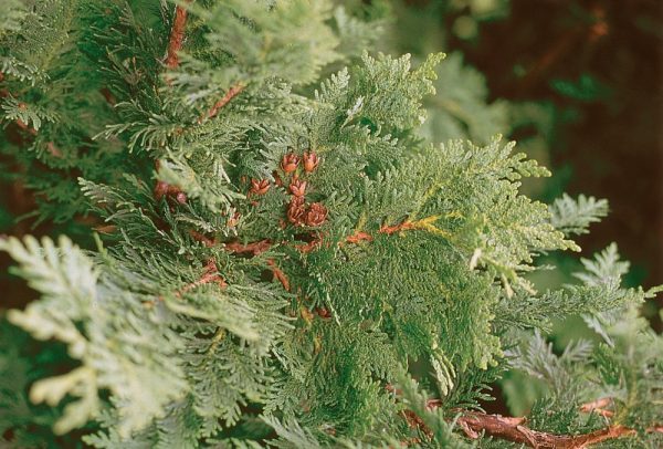 American Arborvitae