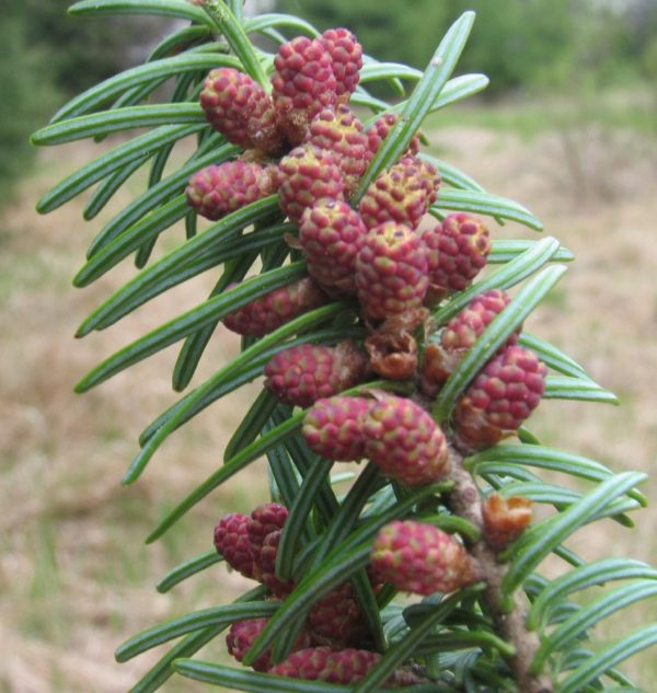 Balsam FIr