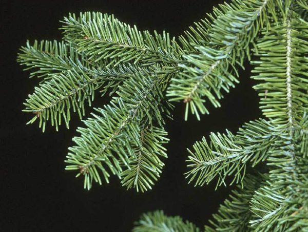 Balsam FIr