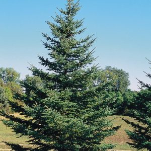 Black Hills Spruce