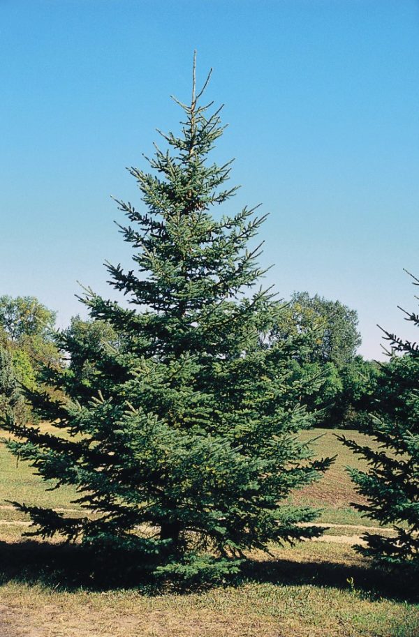 Black Hills Spruce