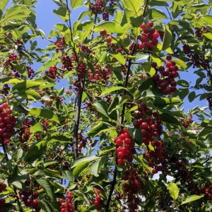 Chokecherry Shrub