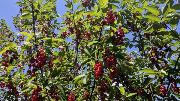 Chokecherry Shrub