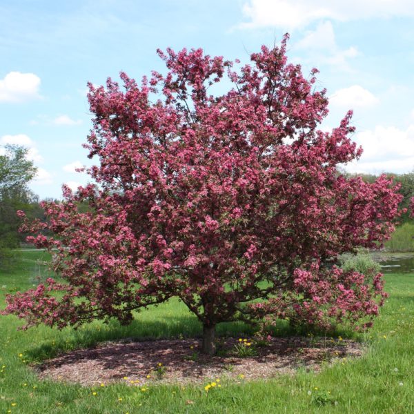 Crabapple Tree, Red Splendor