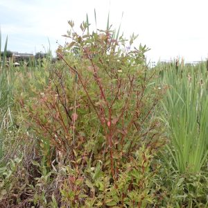 Dogwood Redosier Shrub