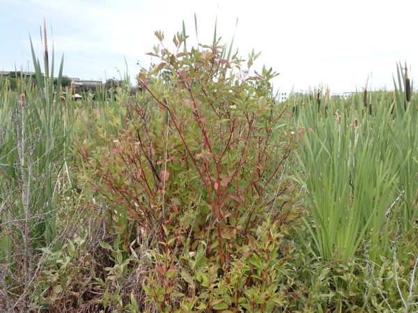 Dogwood Redosier Shrub