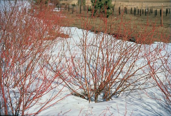 Dogwood Redosier Shrub