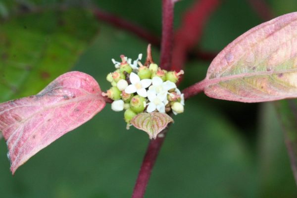 Dogwood Redosier Shrub