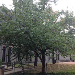 Eastern Red Bud Tree