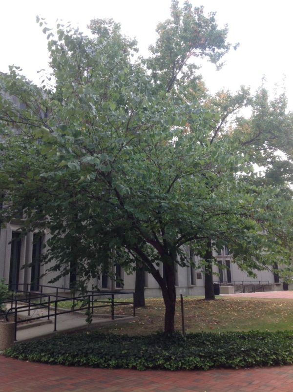 Eastern Red Bud Tree