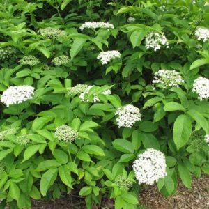 Elderberry Shrub