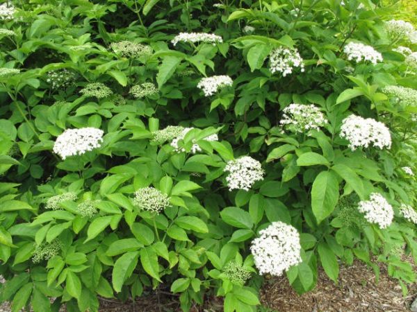 Elderberry Shrub