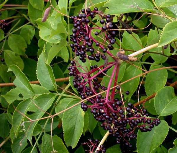 Elderberry Shrub