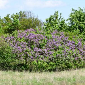 Lilac Common Shrub