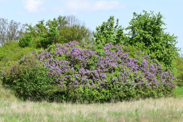 Lilac Common Shrub