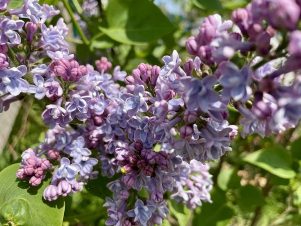 Lilac Common Shrub