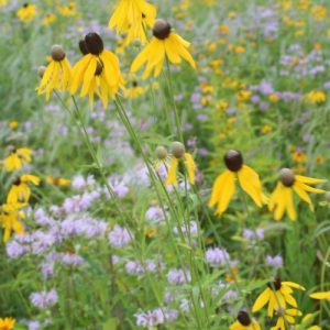 Mesic Prairie Seed Mix