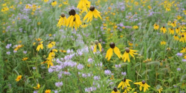 Mesic Prairie Seed Mix