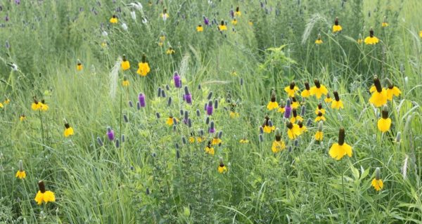 Mesic Prairie Seed Mix