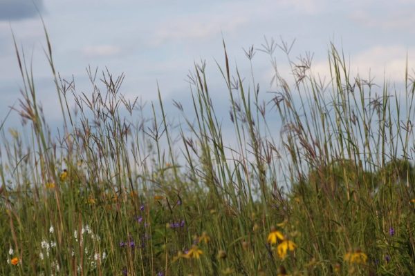 Mesic Prairie Seed Mix