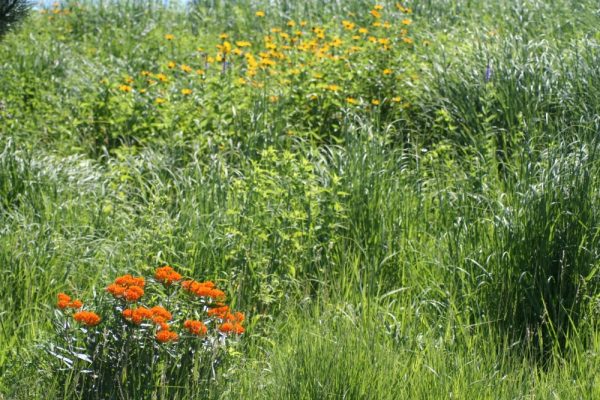 Mesic Prairie Seed Mix