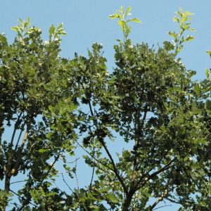 Bur Oak