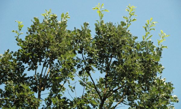 Bur Oak