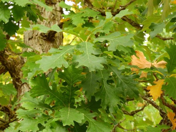 Bur Oak