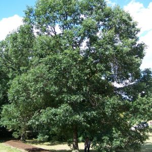 Swamp Oak Tree