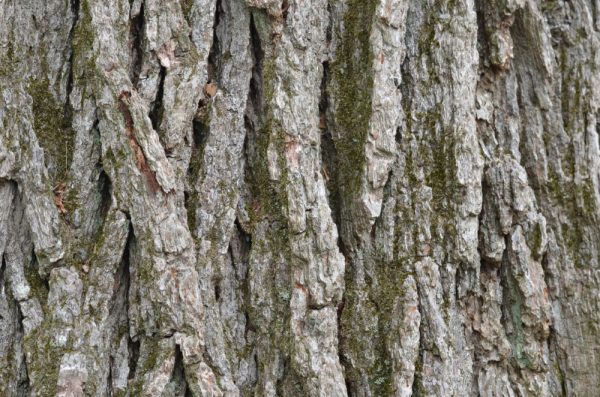 Swamp Oak Tree