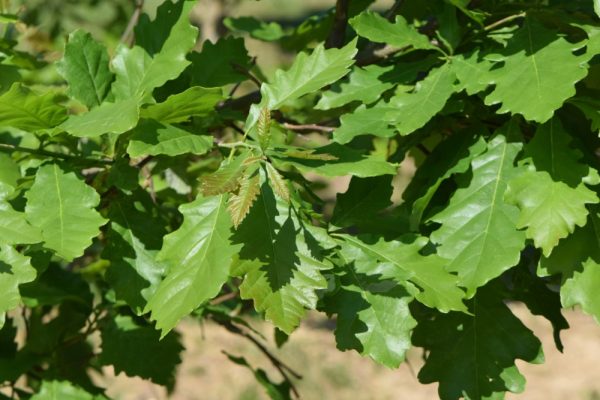 Swamp Oak Tree