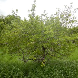 Plum Tree, American