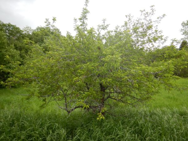 Plum Tree, American