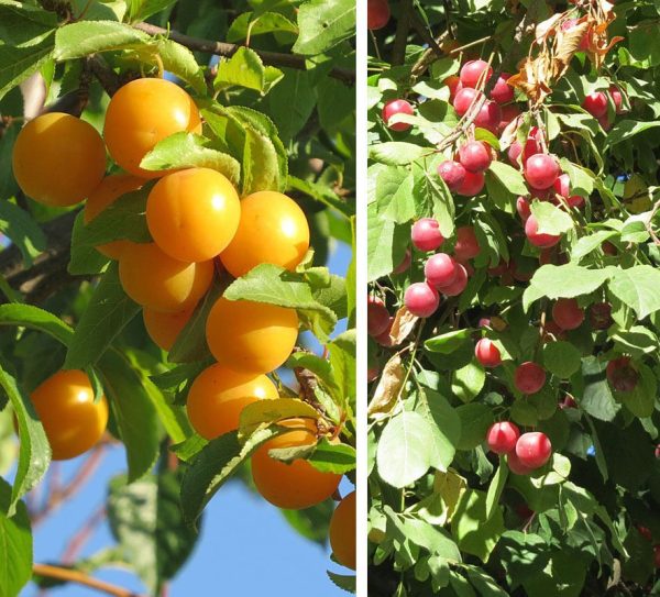 Plum Tree, American