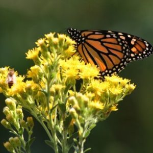 Pollinator Seed Mix