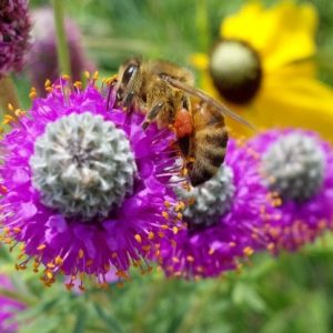 Native Seed Mixes