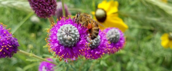 Pollinator Seed Mix