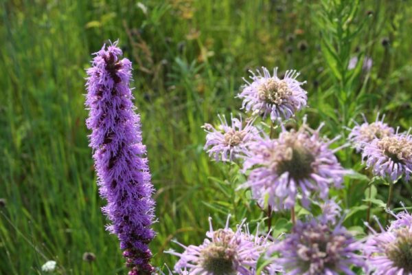 Pollinator Seed Mix