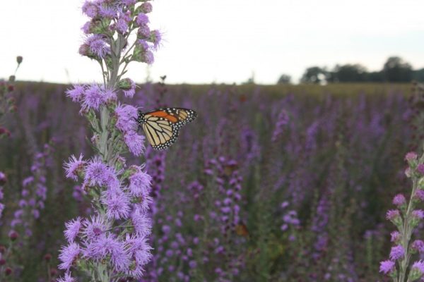 Pollinator Seed Mix