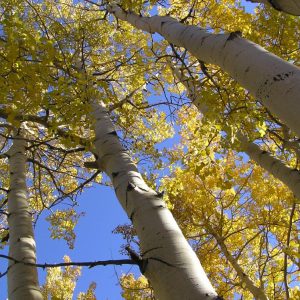 Quaking Aspen