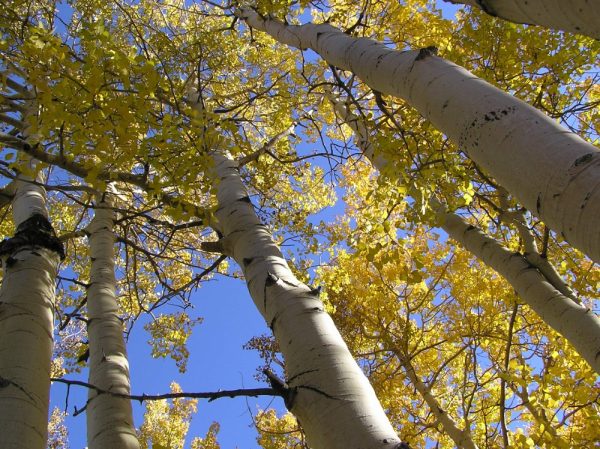 Quaking Aspen