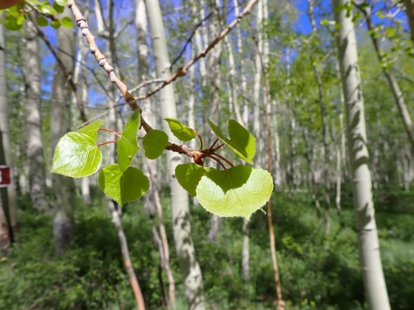 Quaking Aspen