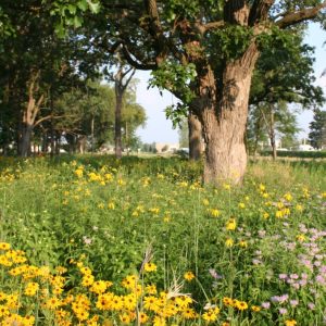 Savanna Seed Mix