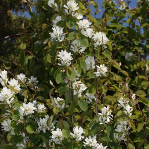 Serviceberry / Juneberry Shrubw