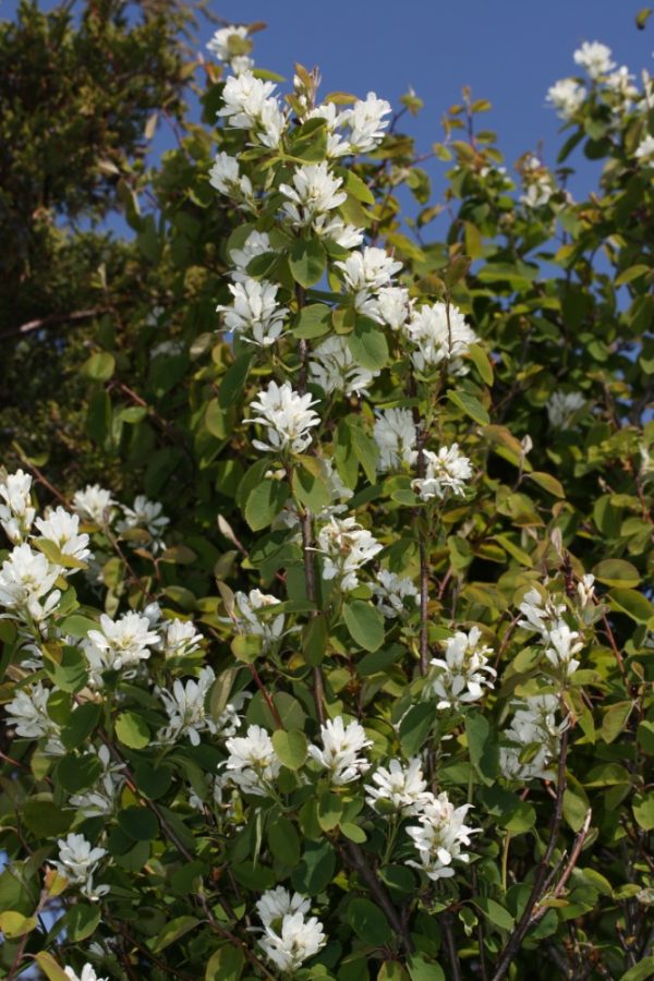 Serviceberry / Juneberry Shrubw