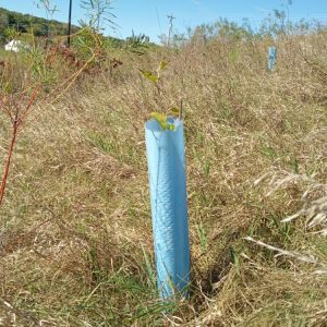 Tree Tube