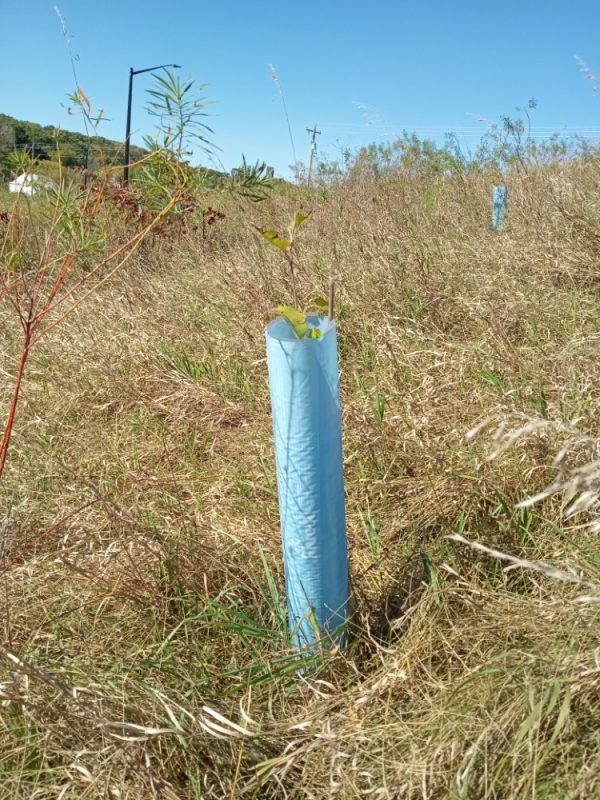 Tree Tube