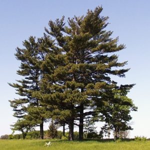 White Pine